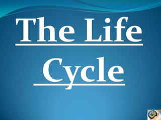 The Life
Cycle

 