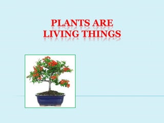 PLANTS ARE
LIVING THINGS

 
