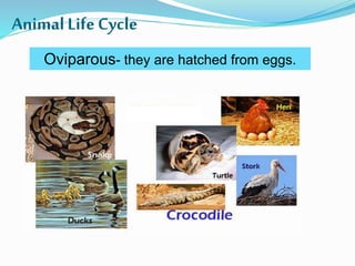 AnimalLifeCycle
Oviparous- they are hatched from eggs.
 