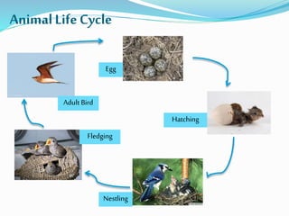 AnimalLifeCycle
Egg
Hatching
Nestling
Fledging
Adult Bird
 