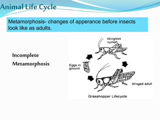 AnimalLifeCycle
Metamorphosis- changes of apperance before insects
look like as adults.
Incomplete
Metamorphosis
 