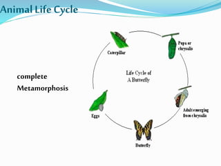 AnimalLifeCycle
complete
Metamorphosis
 