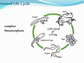 AnimalLifeCycle
complete
Metamorphosis
 