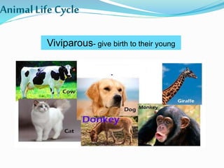 AnimalLifeCycle
Viviparous- give birth to their young
 