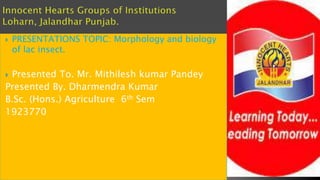  PRESENTATIONS TOPIC: Morphology and biology
of lac insect.
 Presented To. Mr. Mithilesh kumar Pandey
Presented By. Dharmendra Kumar
B.Sc. (Hons.) Agriculture 6th Sem
1923770
 