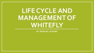 LIFE CYCLE AND
MANAGEMENT OF
WHITEFLY
BY NOSHAD LAGHARI
 