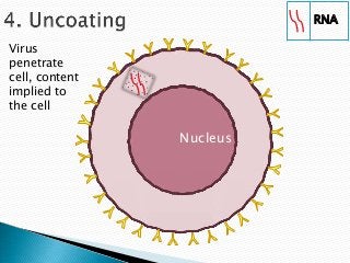 RNA

Virus
penetrate
cell, content
implied to
the cell

                Nucleus
 