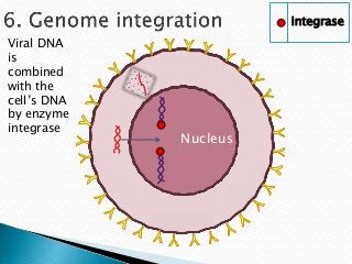 integrase
Viral DNA
is
combined
with the
cell’s DNA
by enzyme
integrase
             Nucleus
 