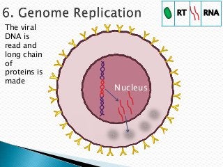 RT   RNA

The viral
DNA is
read and
long chain
of
proteins is
made
              Nucleus
 