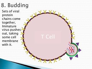 Sets of viral
protein
chains come
together,
Immature
virus pushes
out, taking
some cell       T Cell
membrane
with it.
 