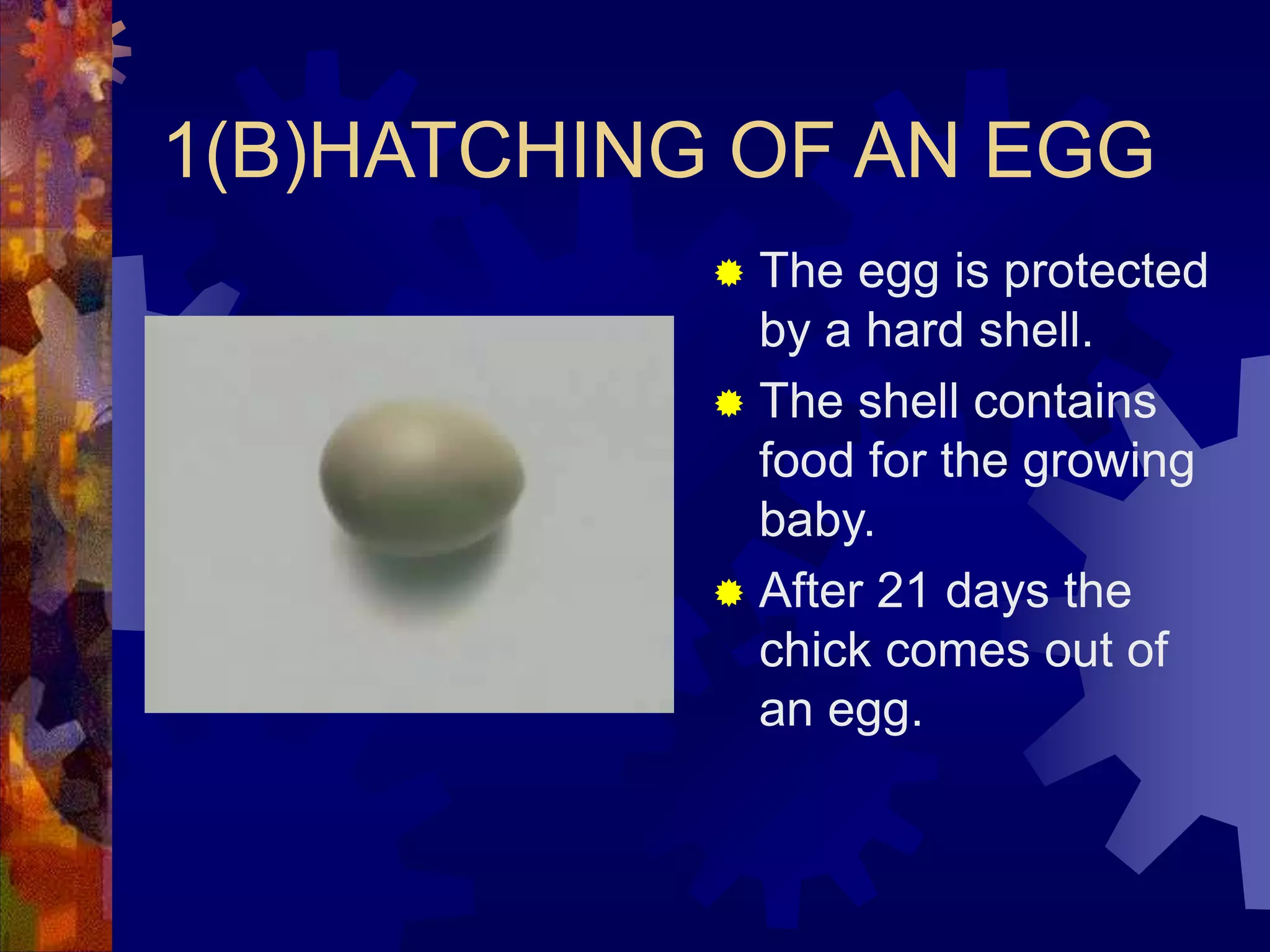 life cycle egg laying animals (1).ppt