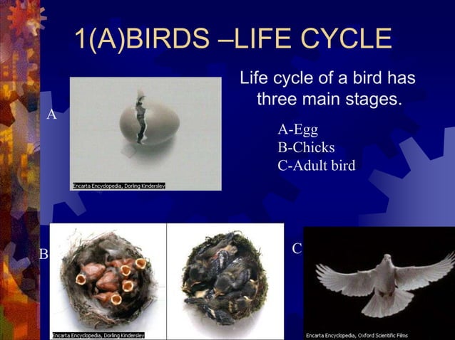 life cycle egg laying animals (1).ppt