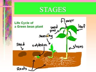 Life cycle in the plants | PPTX