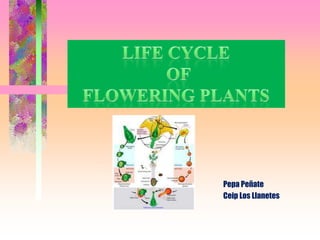 Life Cycle  of Flowering Plants PepaPeñate Ceip Los Llanetes 