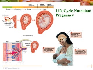 © 2010 Pearson Education, Inc.
Life Cycle Nutrition:
Pregnancy
 