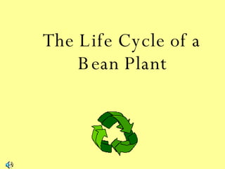 The Life Cycle of a Bean Plant 