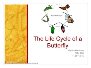 The Life Cycle of a Butterfly  Gabby Hamilton EDU 290 11:00-12:15  http://askabiologist.asu.edu/sites/default/files/monach_lifecycle3.gif 