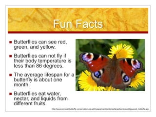 Life Cycle of a Butterfly | PPTX