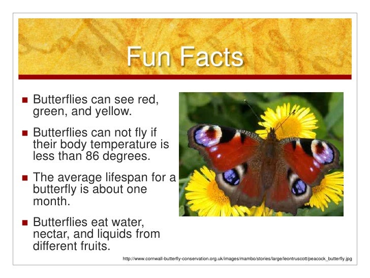 What are some facts about butterflies?