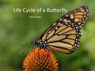 Life Cycle of a Butterfly Matt Skaglin 