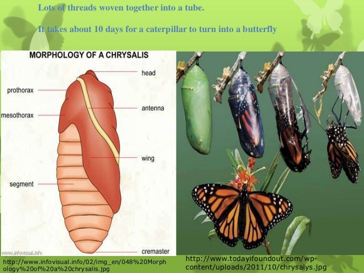Lifecycle of a butterfly