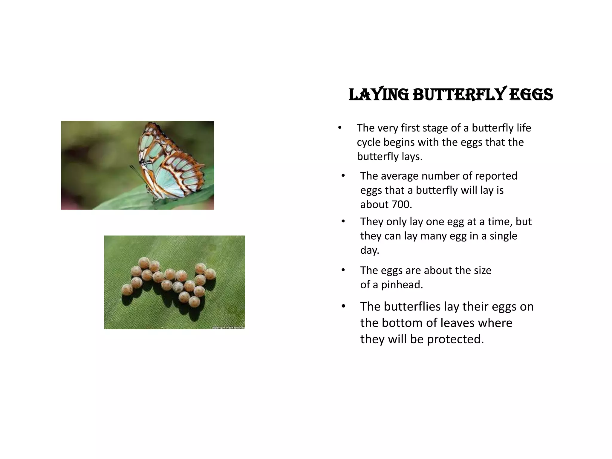 Life cycle of a butterfly | PPTX