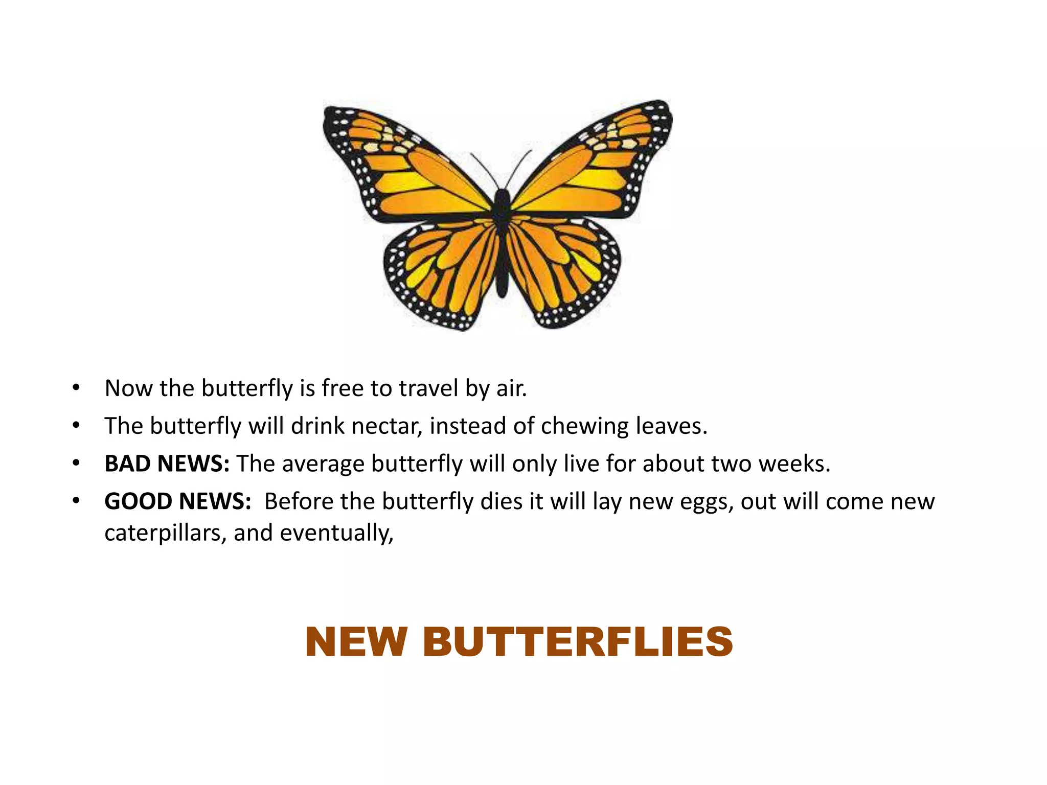 Life cycle of a butterfly | PPTX