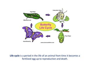 Life Cycle of a Butterfly - Jump! Inc.