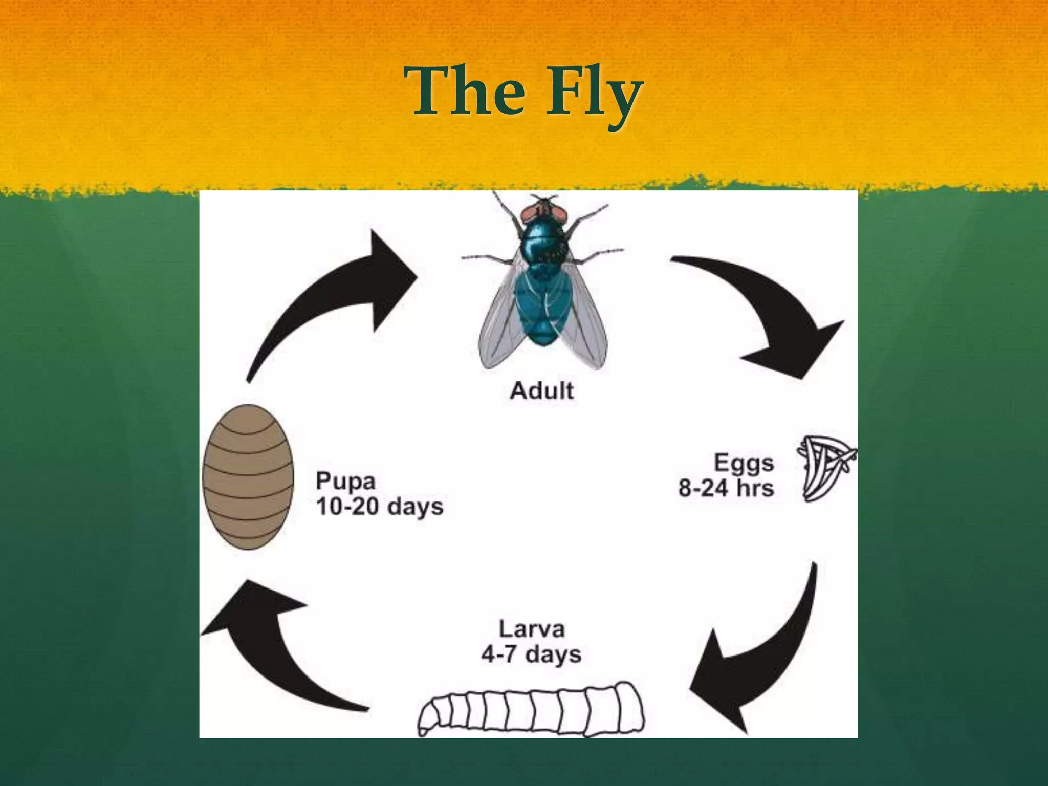 The Fly
 