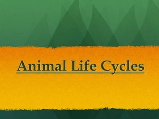 Animal Life Cycles
 