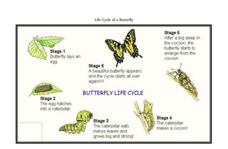 Life Cycle of a Butterfly 
