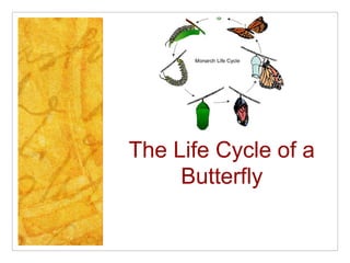 The Life Cycle of a
Butterfly
 