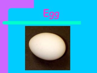 Egg