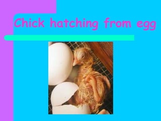 Chick hatching from egg