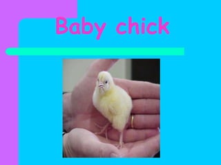Baby chick