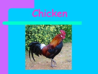 Chicken