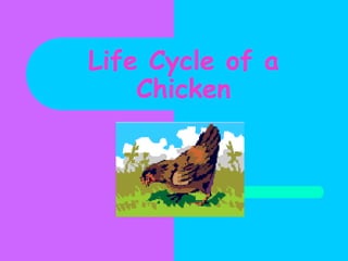Life Cycle of a Chicken 