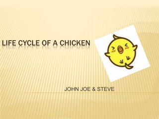 LIFE CYCLE OF A CHICKEN
JOHN JOE & STEVE
 