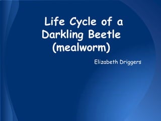 Life Cycle of a
Darkling Beetle
  (mealworm)
         Elizabeth Driggers
 