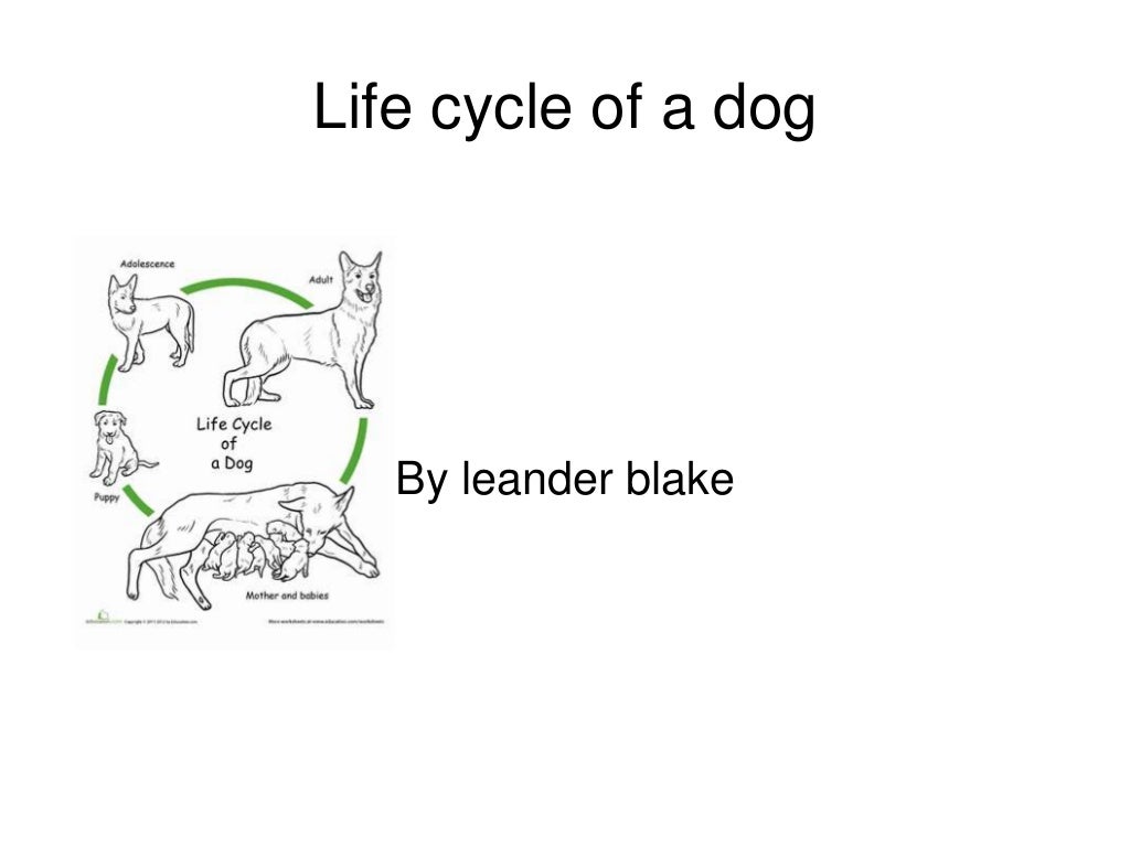 Life cycle of a dog
