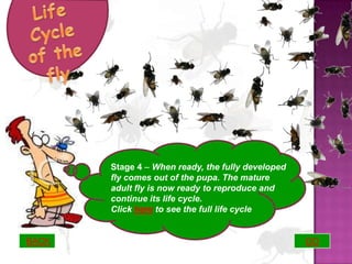 Life cycle of a fly | PPSX