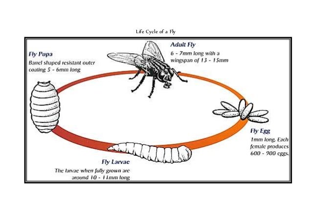 Life Cycle Of Flesh Fly