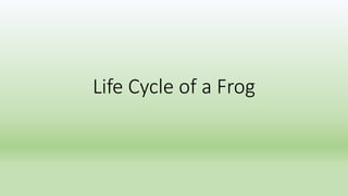 Life Cycle of a Frog

 