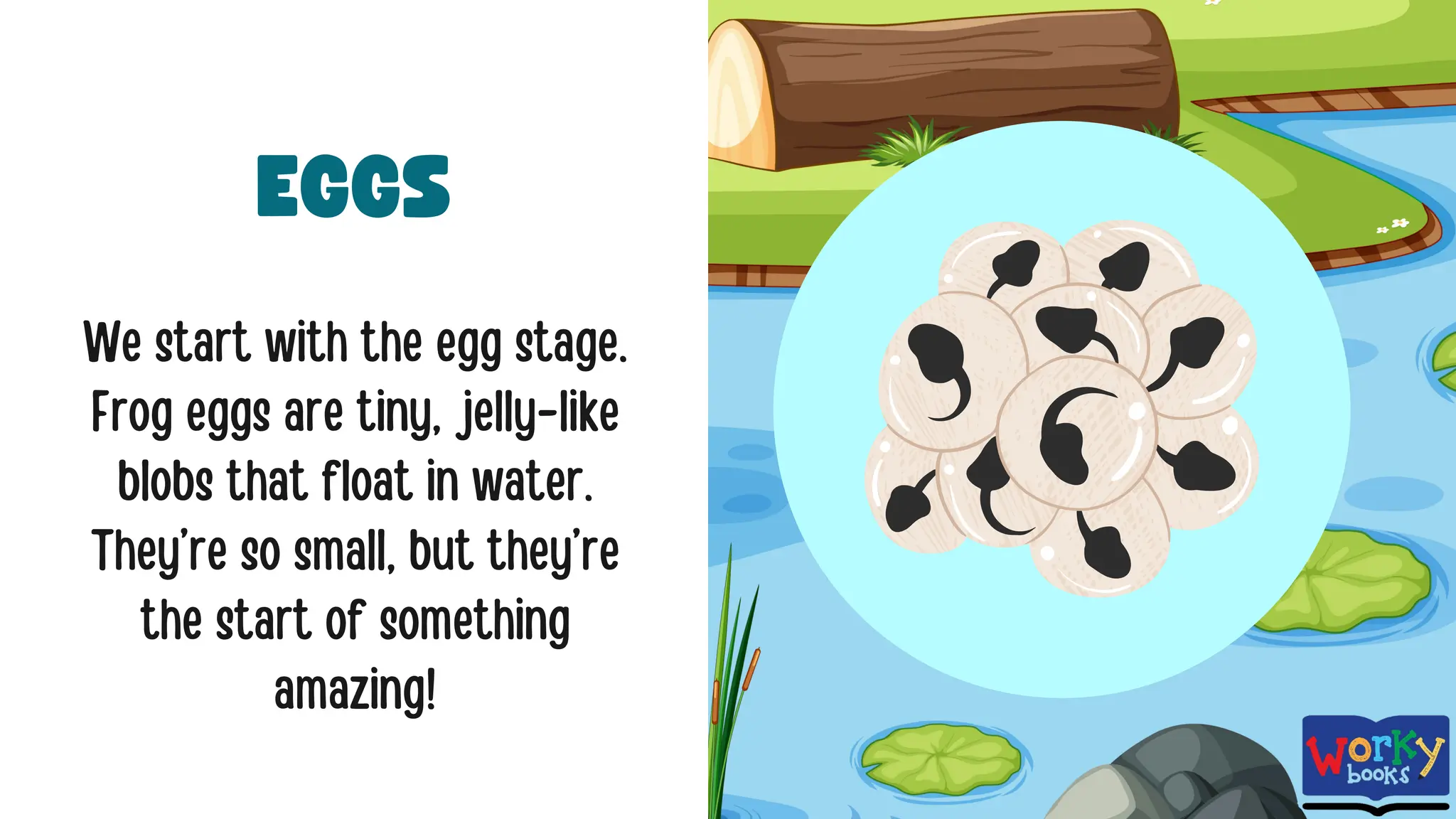 Explore the Life Cycle of a Frog | Workybooks | PDF