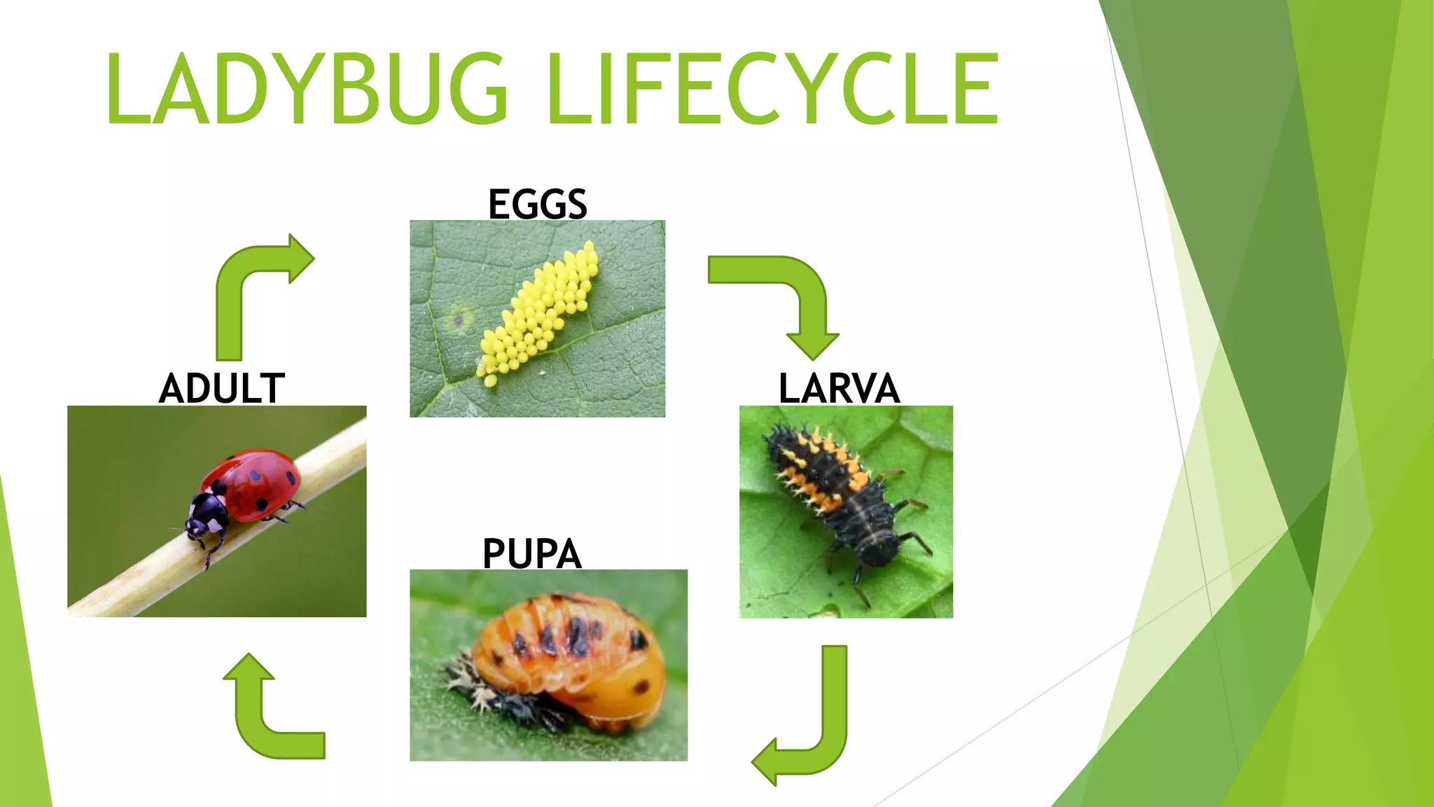 Life cycle of a ladybug diyara kumarage | PPTX