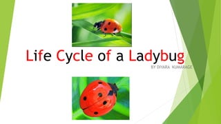 Life Cycle of a Ladybug
BY DIYARA KUMARAGE
 