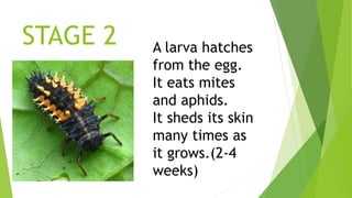Life cycle of a ladybug diyara kumarage | PPTX
