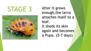 Life cycle of a ladybug diyara kumarage | PPTX