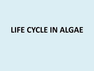 LIFE CYCLE IN ALGAE
 