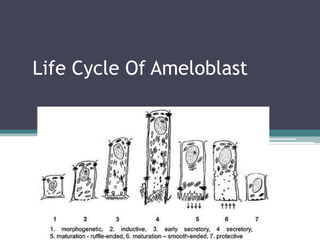 Life Cycle Of Ameloblast
 